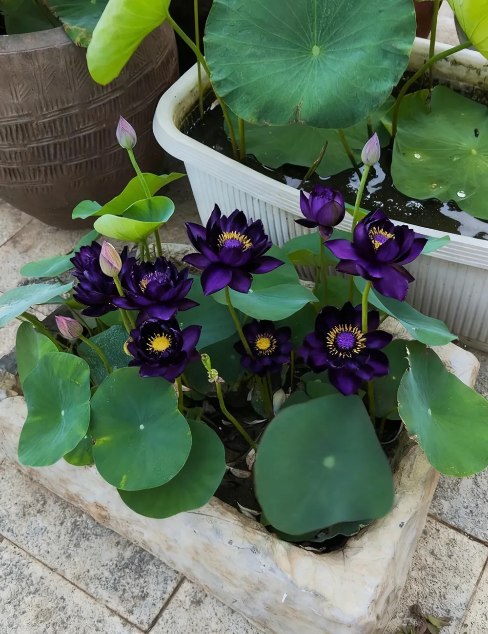🌺 Semená lekna – Exotická krása priamo z vašej záhrady 🌱