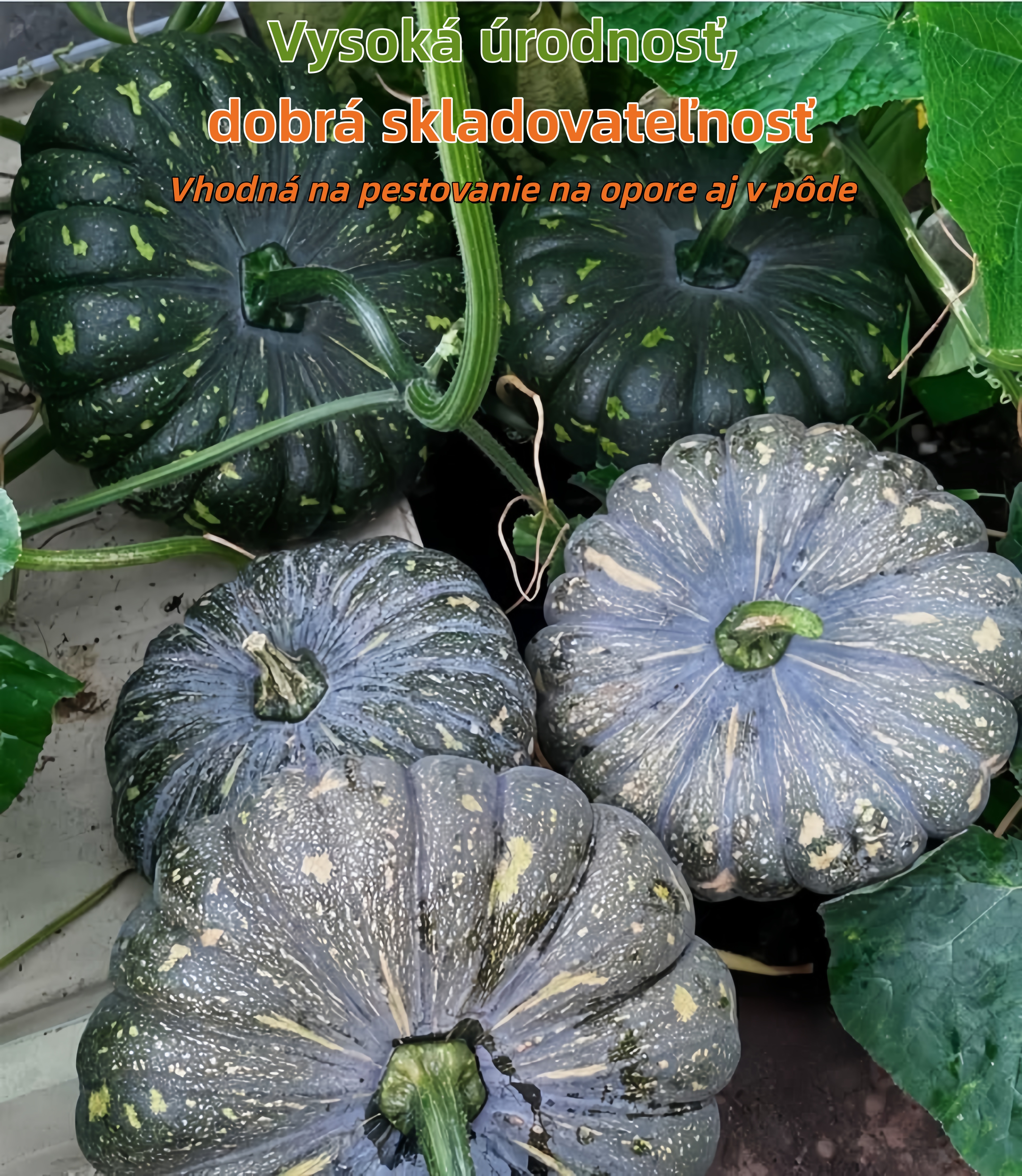 🎃 Tekvica „Mlynský kameň“ – tradičná sladkastá odroda s bohatou úrodou