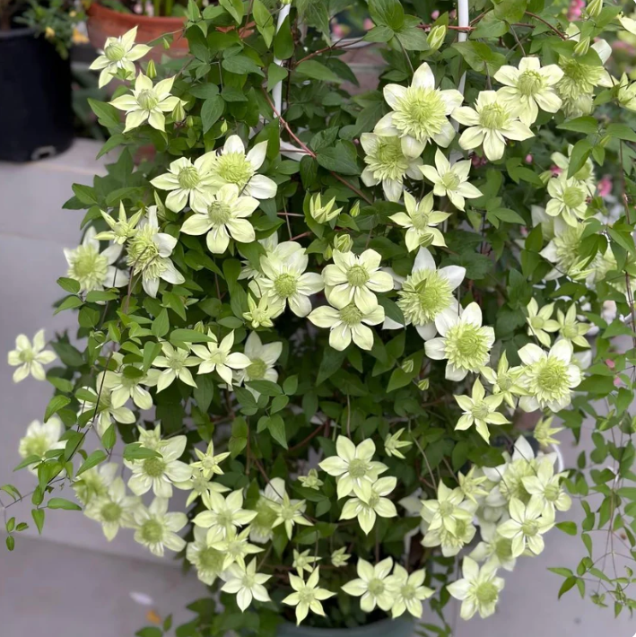 🌸 Semená plamienka – také jednoduché, že to zvládne aj začiatočník 🌿✨