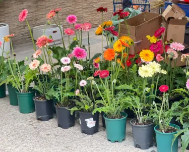 🌼 Семена Гербера "Слънцето на балкона"! Многогодишни, лесни за отглеждане в саксии, цъфтят цяла година.