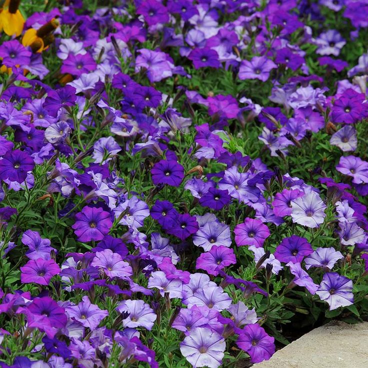 🔥 Výpredaj skladu – 50 % zľava už len 4 hodiny! 🌸 Semená petúnií na jarnú výsadbu 🌱✨