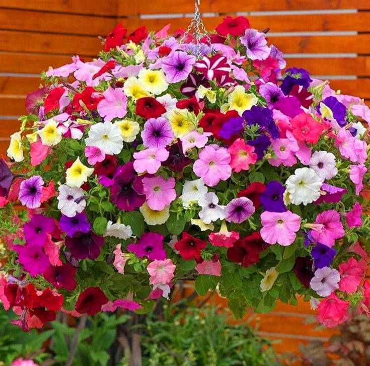 🔥 Výpredaj skladu – 50 % zľava už len 4 hodiny! 🌸 Semená petúnií na jarnú výsadbu 🌱✨