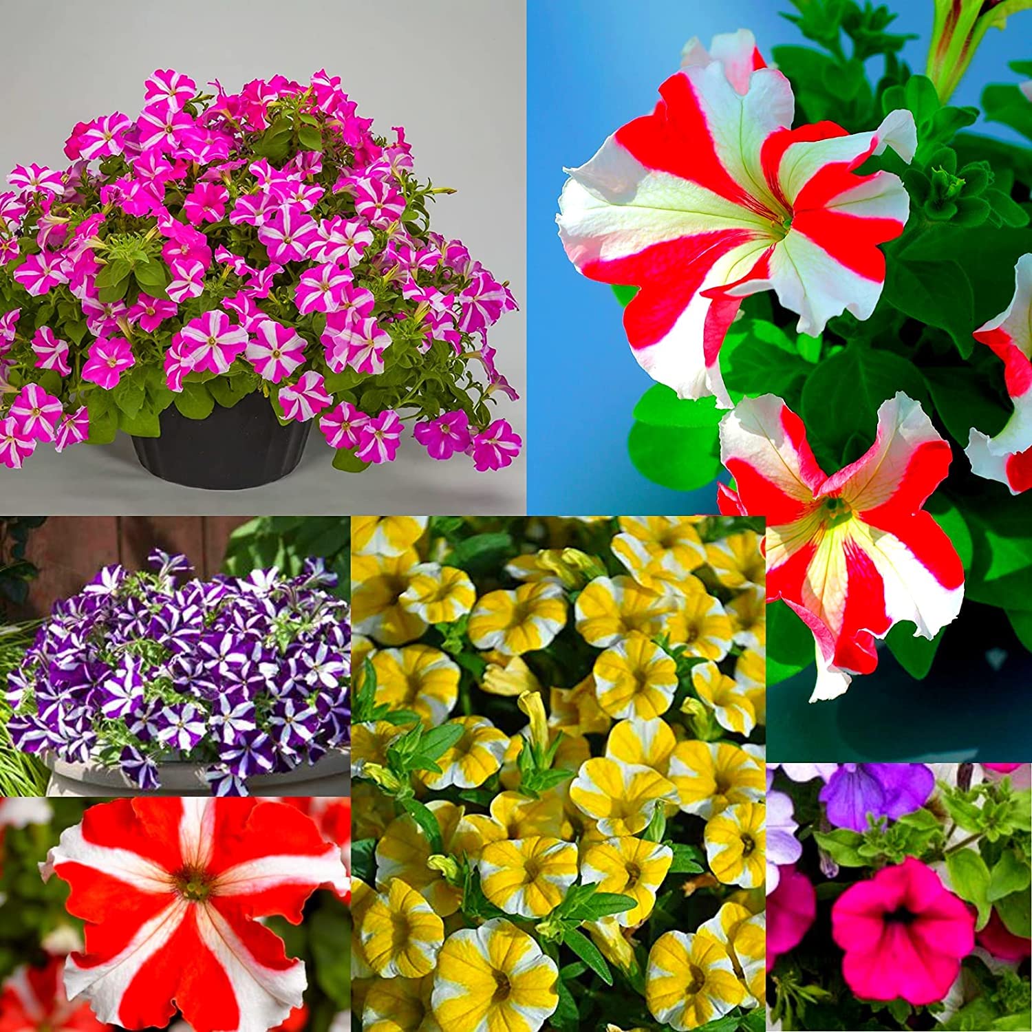 🔥 Výpredaj skladu – 50 % zľava už len 4 hodiny! 🌸 Semená petúnií na jarnú výsadbu 🌱✨