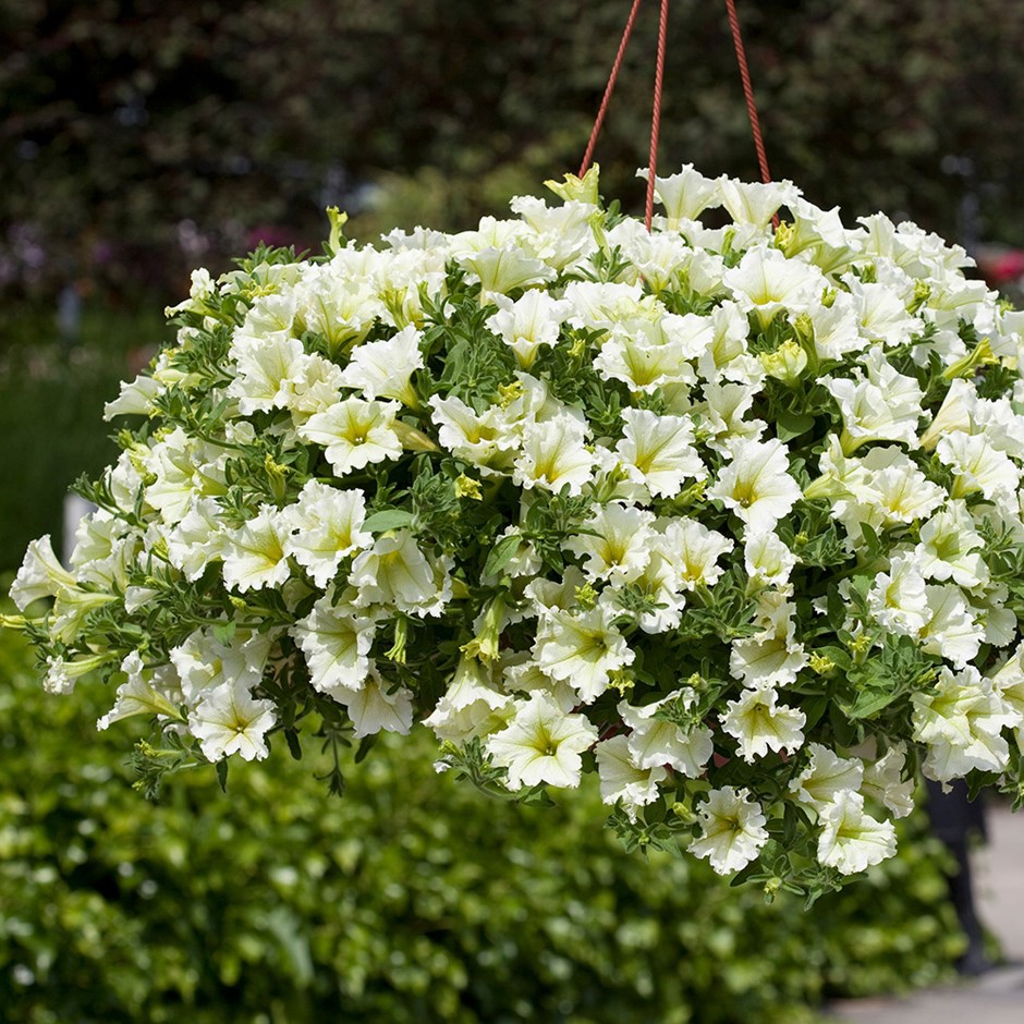 🔥 Výpredaj skladu – 50 % zľava už len 4 hodiny! 🌸 Semená petúnií na jarnú výsadbu 🌱✨