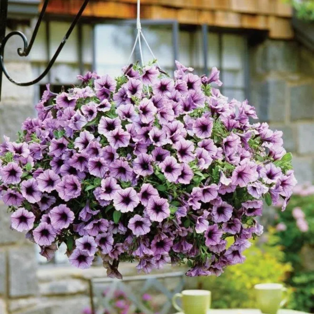🔥 Výpredaj skladu – 50 % zľava už len 4 hodiny! 🌸 Semená petúnií na jarnú výsadbu 🌱✨