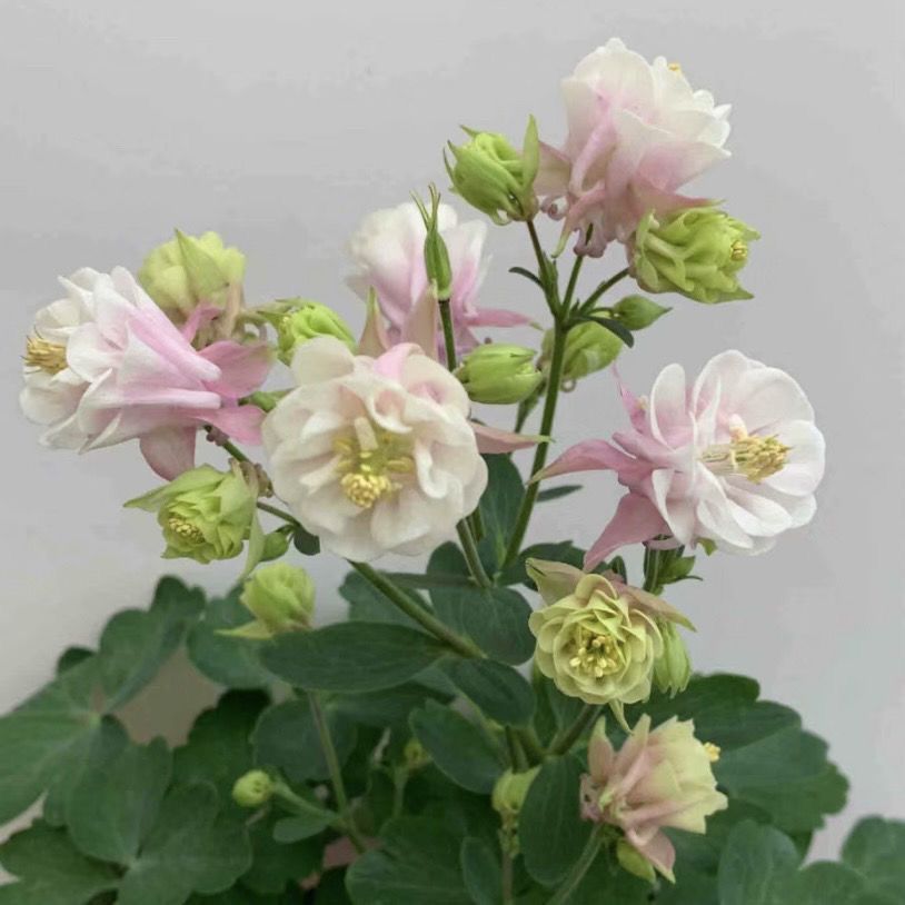 🌺 Semená aquilegie (Orlíček) – viacročná kvetina plná farieb, vhodná do záhrady aj do kvetináča