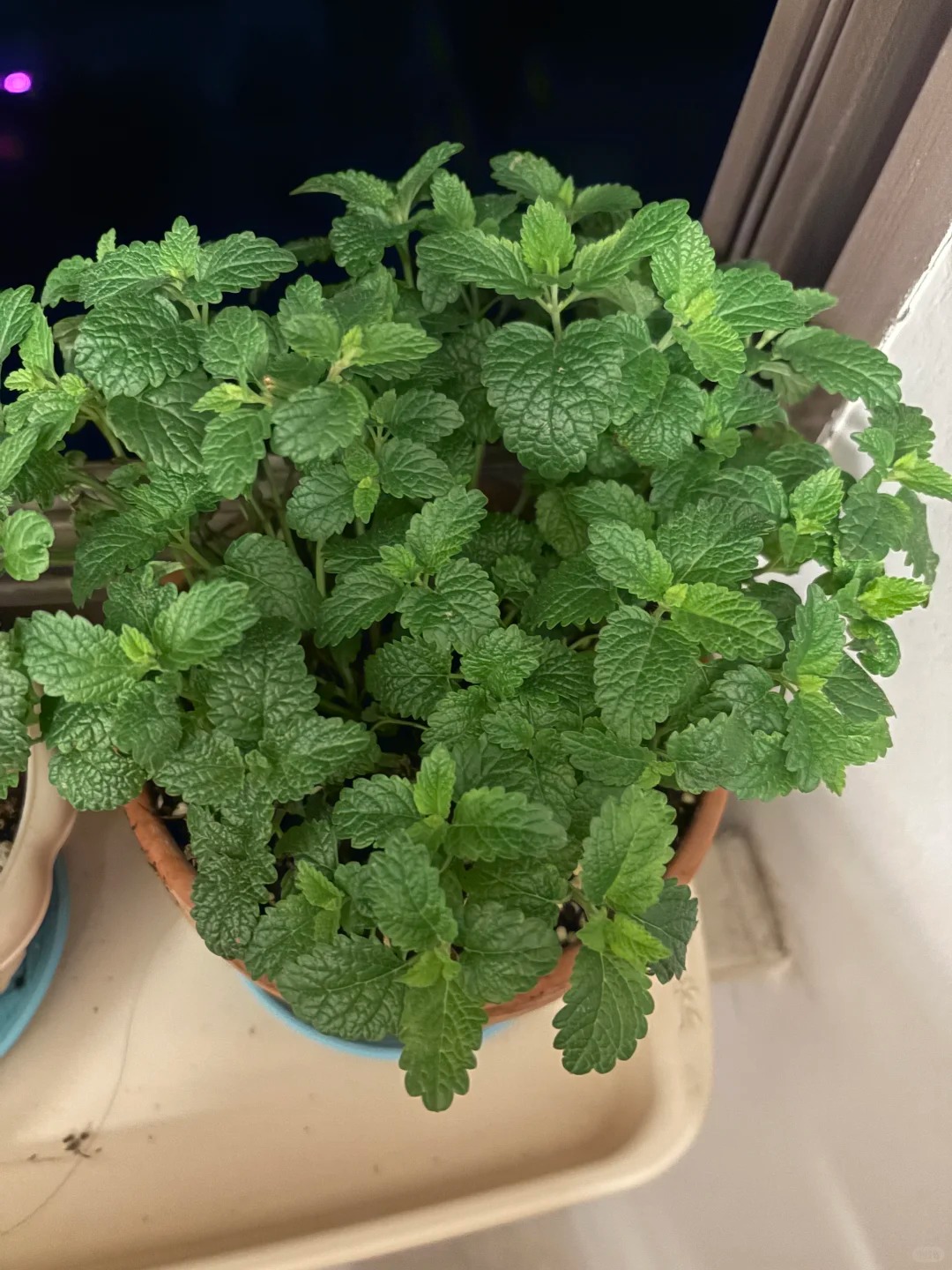 🍹🥒🍵 Bylinková Záhradka pre Každého: Mäta, Bazalka, Medovka, Kôpor – Vypestujte si Vlastné Mojito, Uhorky a Čaj!