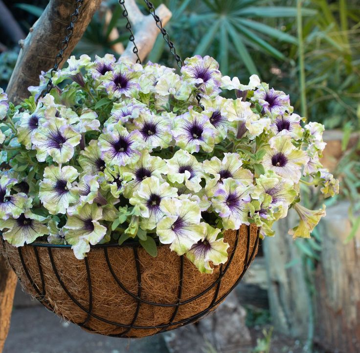 🔥 Výpredaj skladu – 50 % zľava už len 4 hodiny! 🌸 Semená petúnií na jarnú výsadbu 🌱✨