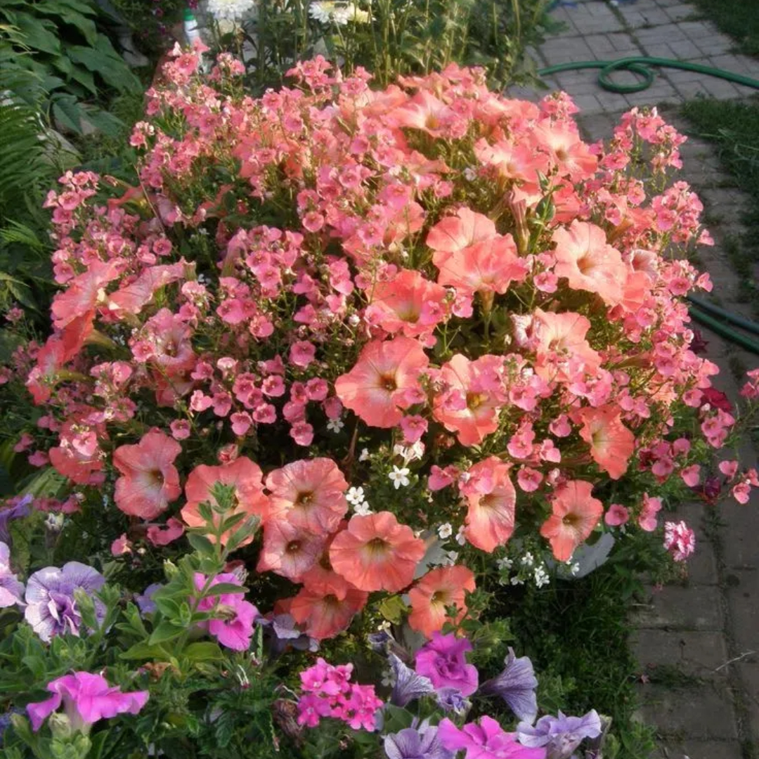 🔥 Výpredaj skladu – 50 % zľava už len 4 hodiny! 🌸 Semená petúnií na jarnú výsadbu 🌱✨