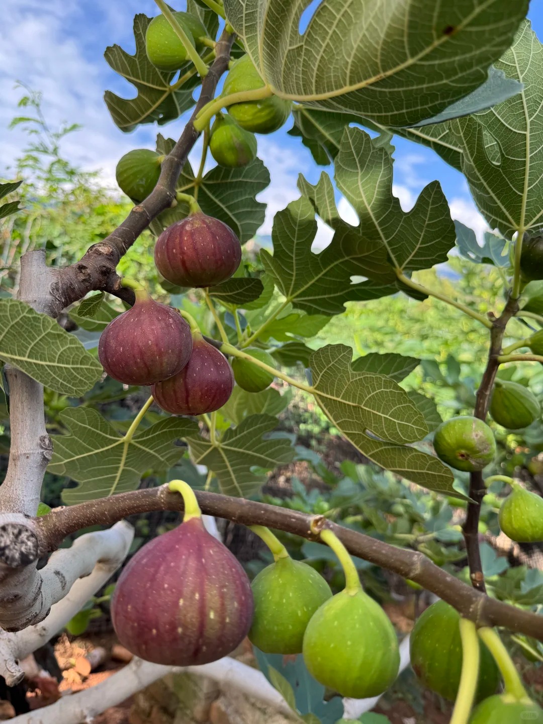 🔥 49 % zľava – Figovník Mission, mrazuvzdorný trvalka. Zasaďte raz, zberajte roky 🌳🍐