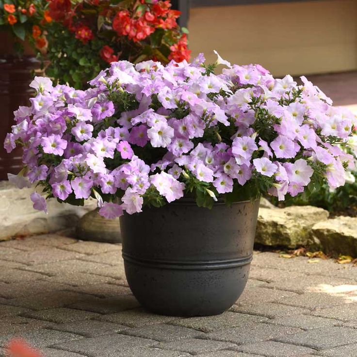 🔥 Výpredaj skladu – 50 % zľava už len 4 hodiny! 🌸 Semená petúnií na jarnú výsadbu 🌱✨
