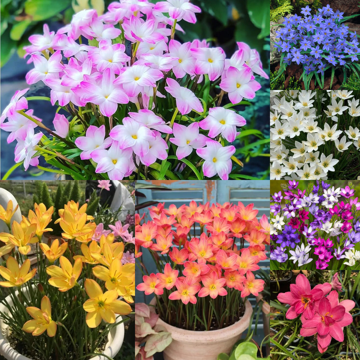 ⭐ Kvalitné cibuľky Rain Lily – opakovane kvitnúce, odolné voči horúčave