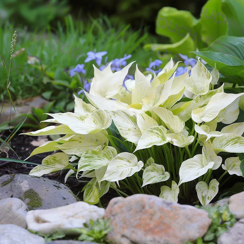🌸 HOSTY – Kráľovné tieňa pre vašu záhradu 🌿 Luxusné listy, ktoré oživia každý kút
