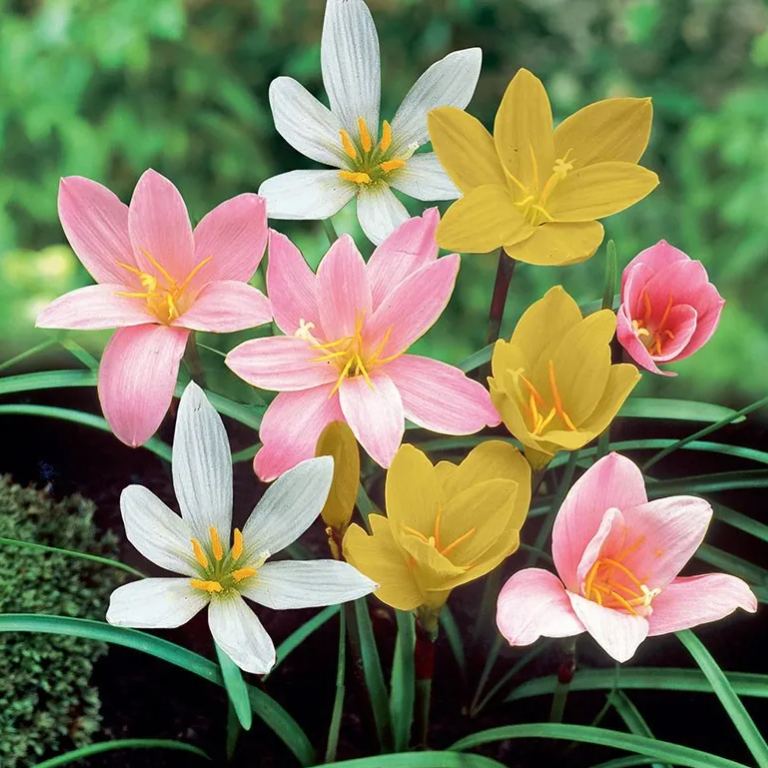 ⭐ Kvalitné cibuľky Rain Lily – opakovane kvitnúce, odolné voči horúčave