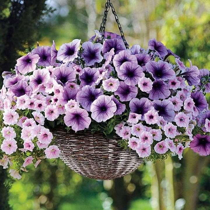 🔥 Výpredaj skladu – 50 % zľava už len 4 hodiny! 🌸 Semená petúnií na jarnú výsadbu 🌱✨