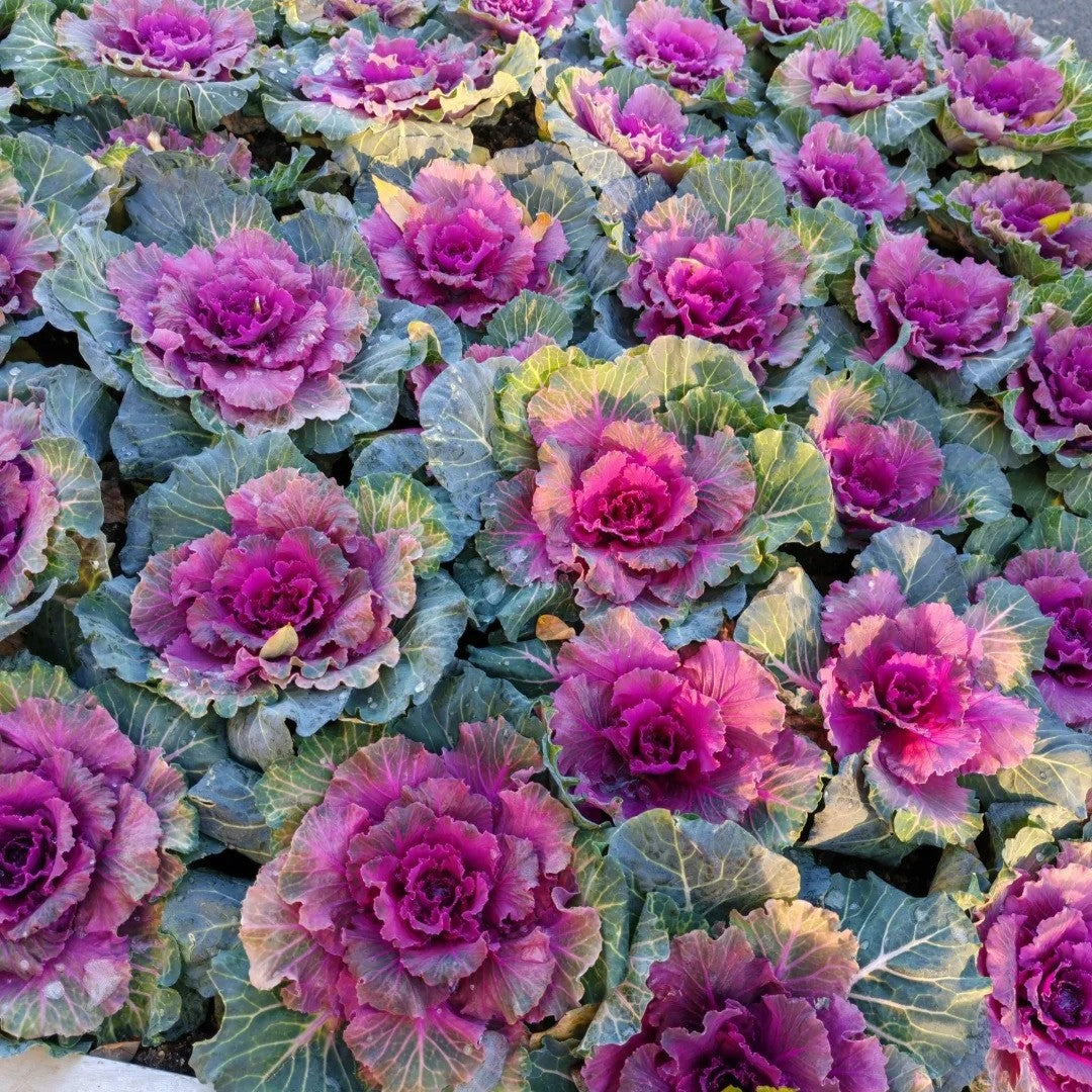 Kale – Jedlý aj okrasný | Výber z viacerých farebných odrôd | Mrazuvzdorný, vitamínový, nenáročný na pestovanie