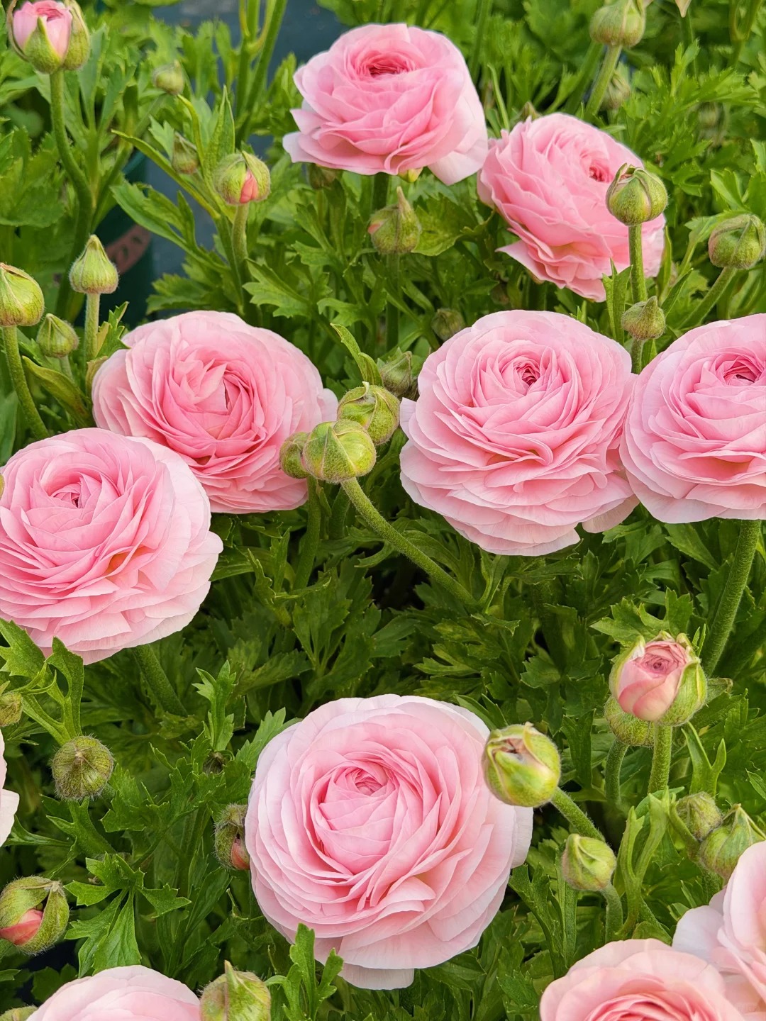 🌸 Plnokveté ranunkuly – nežná elegancia pre každú záhradu