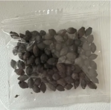 🏆 PREDANÉ VYŠE 75 000 KUSOV!🌿❄️ Jazmín s vôňou polnoci – zimná výsadba, trvalková krása a elegantná vôňa pre vašu záhradu 🌸