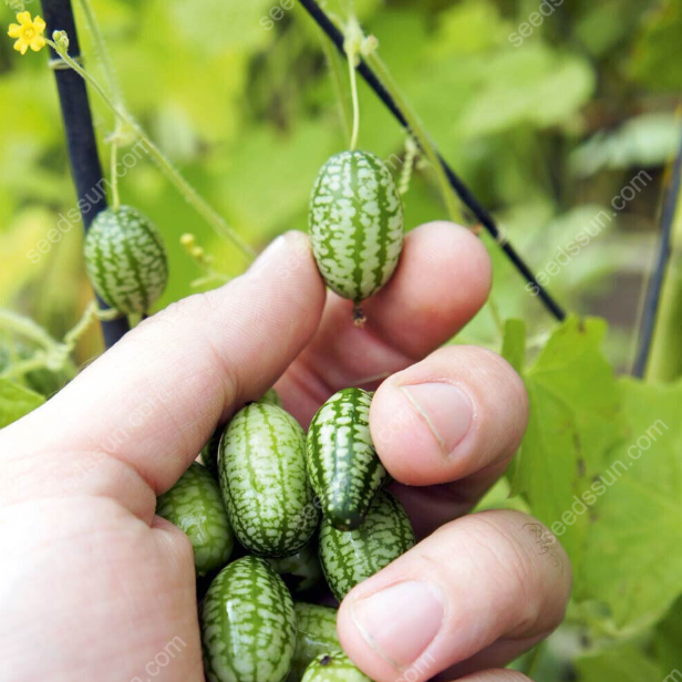 🍉 Mini melóny z Mexika – Chrumkavá pochúťka, ktorú si vypestujete sami!