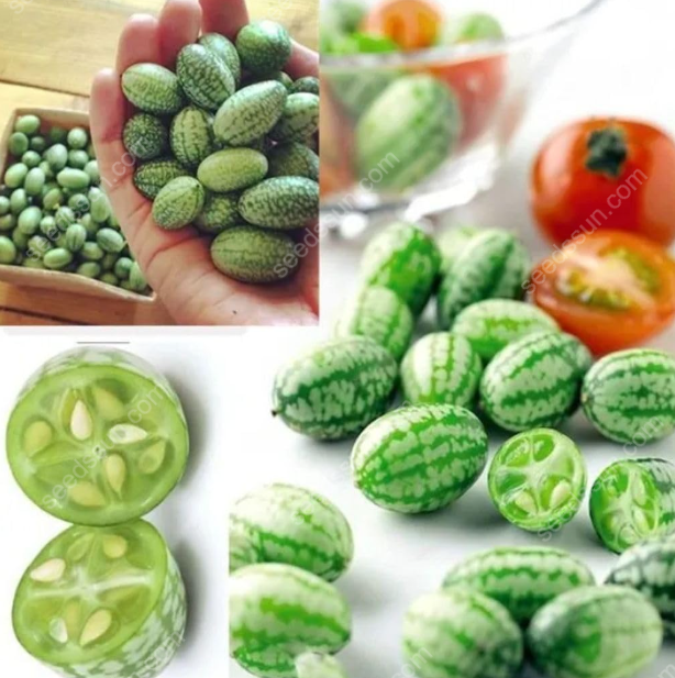 🍉 Mini melóny z Mexika – Chrumkavá pochúťka, ktorú si vypestujete sami!