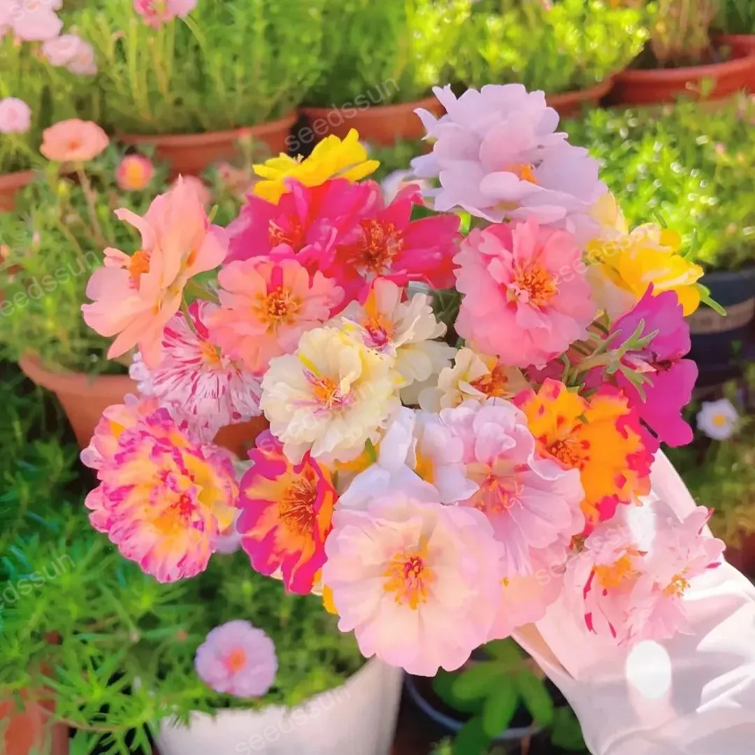 🌸🐝Zmes farebnej machovky – Kvetinový raj pre včely aj pre vás