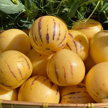 🌿 Semínka Ženšenu – Vypěstujte si přírodní sílu a zdraví na své zahradě! 🌱