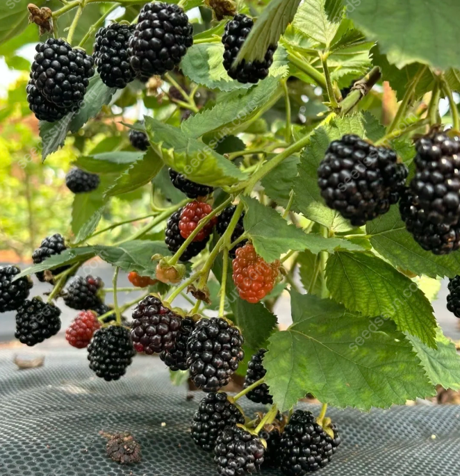 🫐 Semená černíc – Vlastná úroda sladkých plodov priamo z vašej záhrady! 🌿