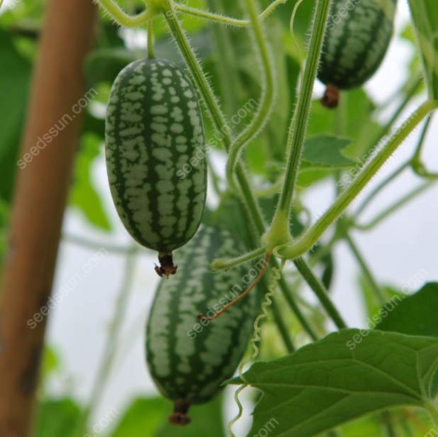 🍉 Mini melóny z Mexika – Chrumkavá pochúťka, ktorú si vypestujete sami!