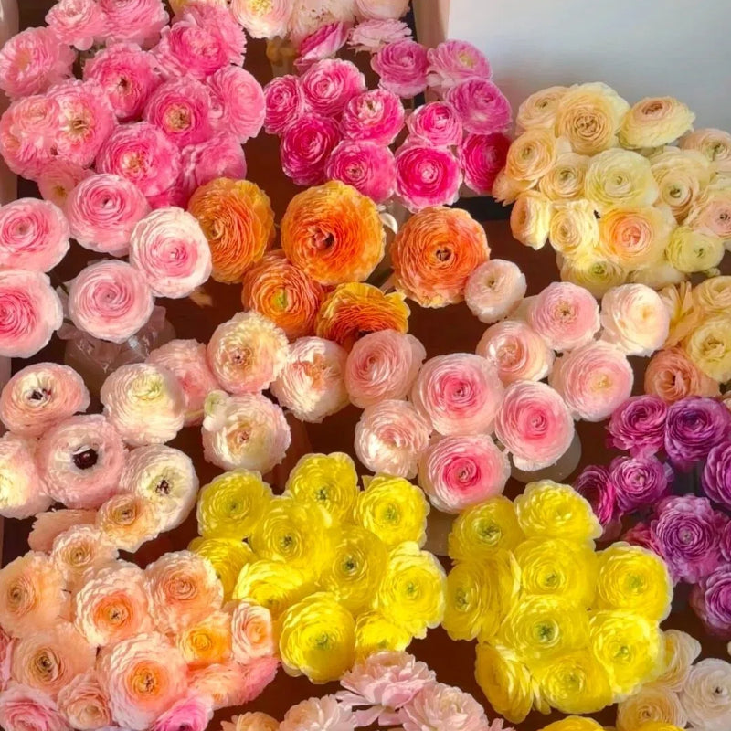 🌸 Plnokveté ranunkuly – nežná elegancia pre každú záhradu