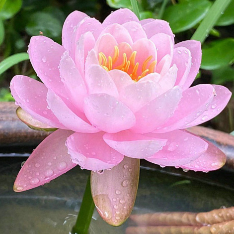 🌺 Semienka Leknárov | Pestujte si exotickú krásu priamo doma! 🌱