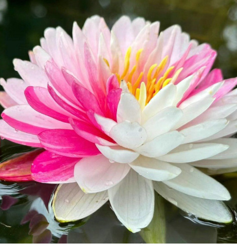 🌺 Semienka Leknárov | Pestujte si exotickú krásu priamo doma! 🌱