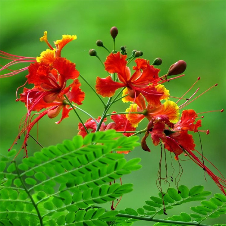 🌺 Ohnivý kvet z tropov – Semená Caesalpinia (Poinciana) | Žiarivo červené kvety pre váš domov