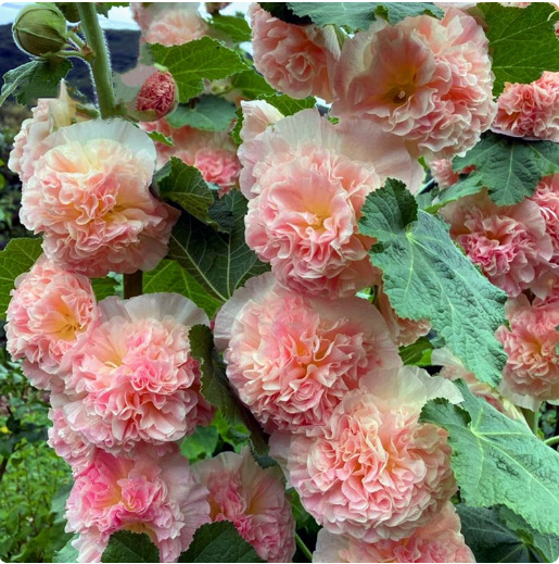 Dvojite slezové ruže – odolné trvalky pre tradičnú záhradu