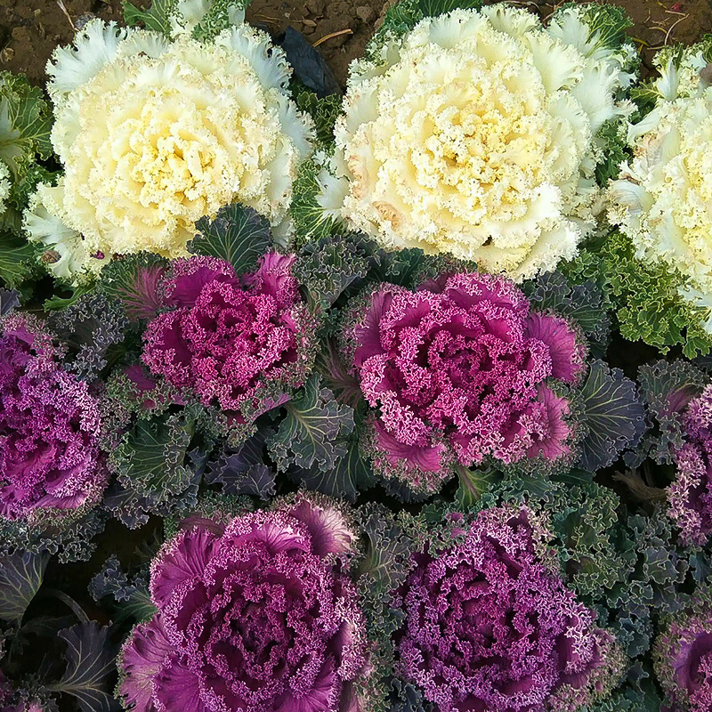 Kale – Jedlý aj okrasný | Výber z viacerých farebných odrôd | Mrazuvzdorný, vitamínový, nenáročný na pestovanie