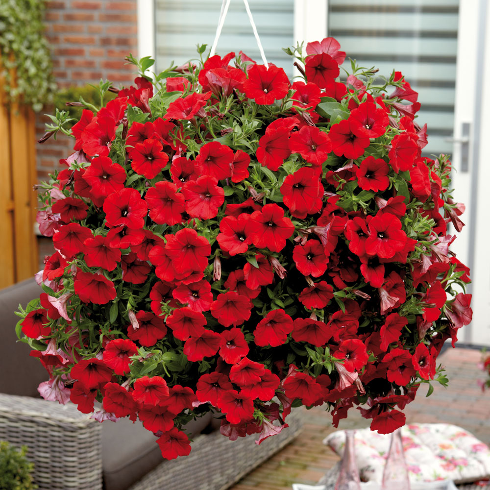 🔥 Výpredaj skladu – 50 % zľava už len 4 hodiny! 🌸 Semená petúnií na jarnú výsadbu 🌱✨