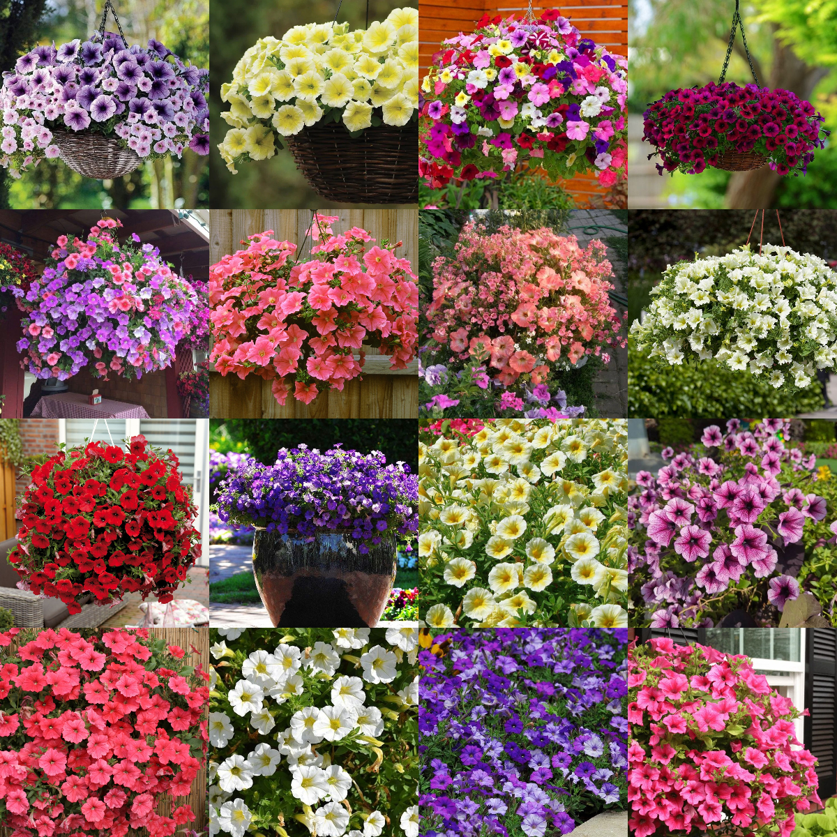 🔥 Výpredaj skladu – 50 % zľava už len 4 hodiny! 🌸 Semená petúnií na jarnú výsadbu 🌱✨