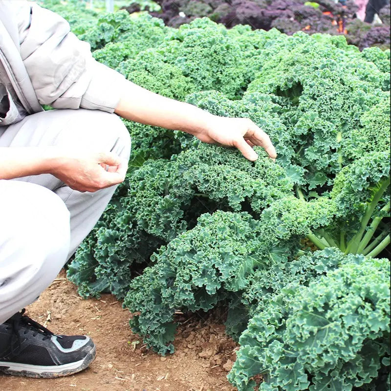 Kale – Jedlý aj okrasný | Výber z viacerých farebných odrôd | Mrazuvzdorný, vitamínový, nenáročný na pestovanie