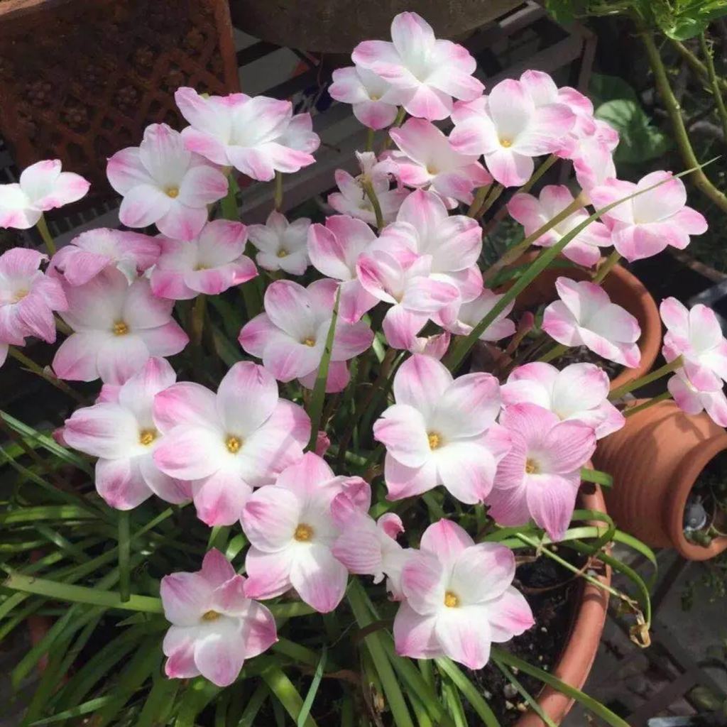 ⭐ Kvalitné cibuľky Rain Lily – opakovane kvitnúce, odolné voči horúčave