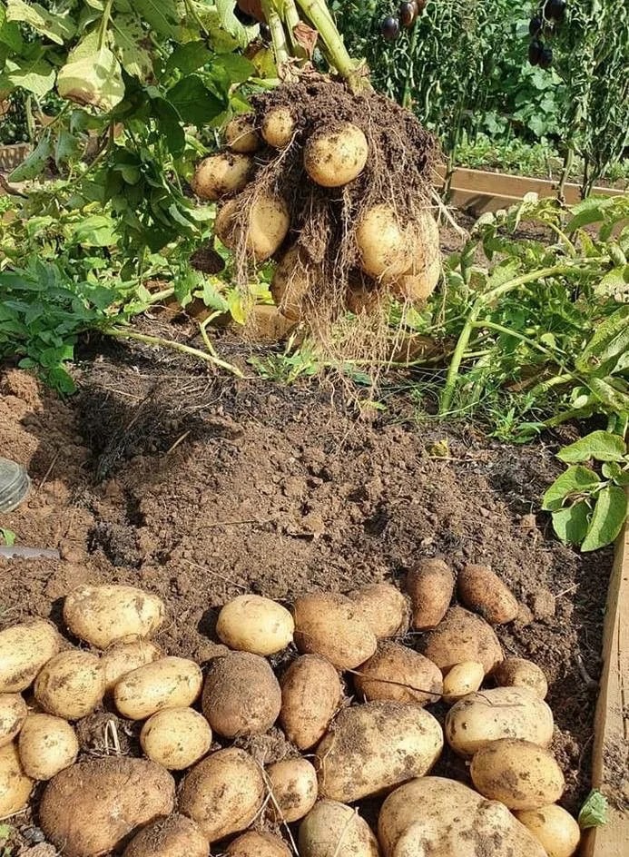 🥔 Semená zemiakov – bohatá úroda, odolná voči chorobám a vhodná aj do kvetináčov 🌿✨