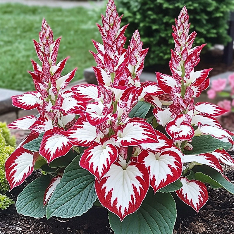 🌸 HOSTY – Kráľovné tieňa pre vašu záhradu 🌿 Luxusné listy, ktoré oživia každý kút
