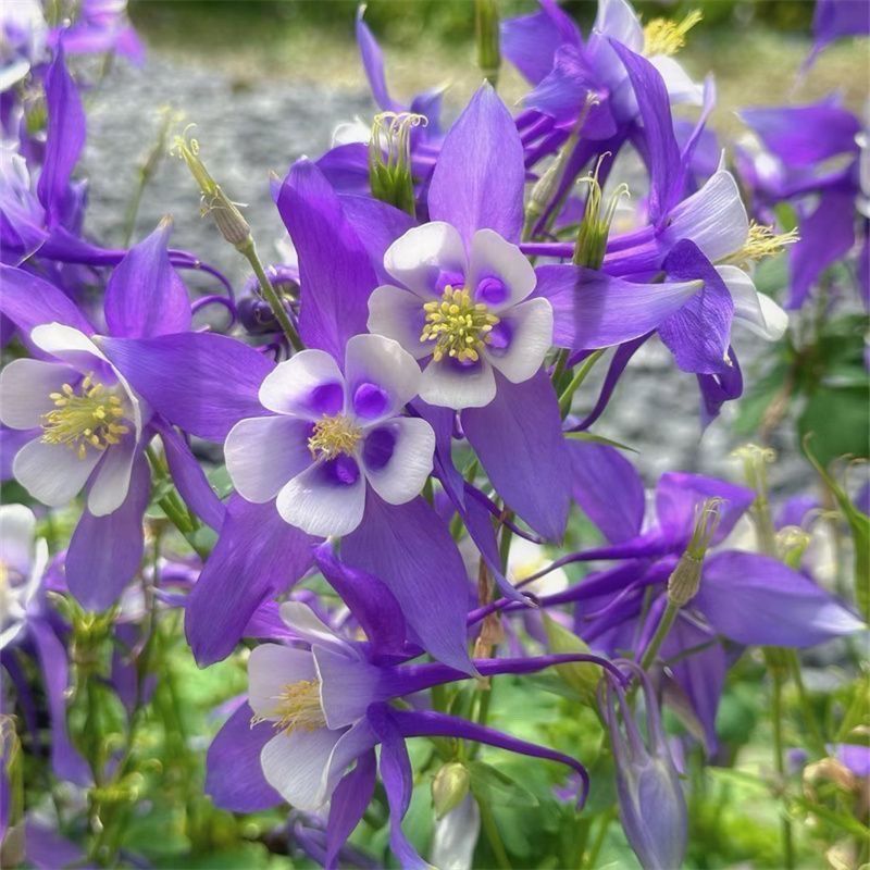 🌺 Semená aquilegie (Orlíček) – viacročná kvetina plná farieb, vhodná do záhrady aj do kvetináča