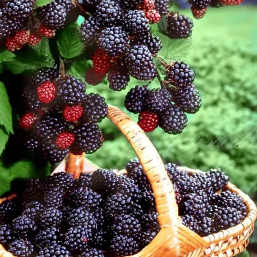 🫐 Semená černíc – Vlastná úroda sladkých plodov priamo z vašej záhrady! 🌿