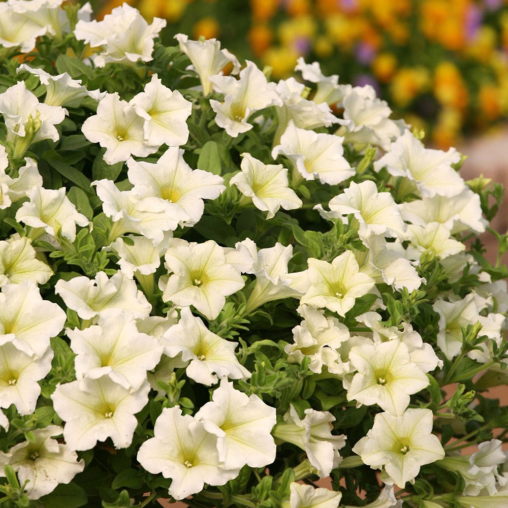 🔥 Výpredaj skladu – 50 % zľava už len 4 hodiny! 🌸 Semená petúnií na jarnú výsadbu 🌱✨