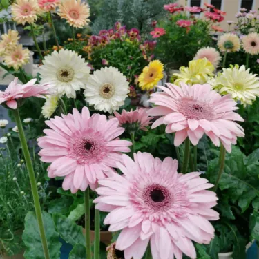 🌼 Семена Гербера "Слънцето на балкона"! Многогодишни, лесни за отглеждане в саксии, цъфтят цяла година.