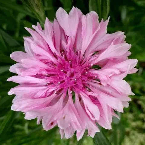 Semienka Nezabudiek pre kvitnúcu záhradu po celý rok 🌸🌿 – Odolné, nenáročné a lákajúce motýle! 🦋