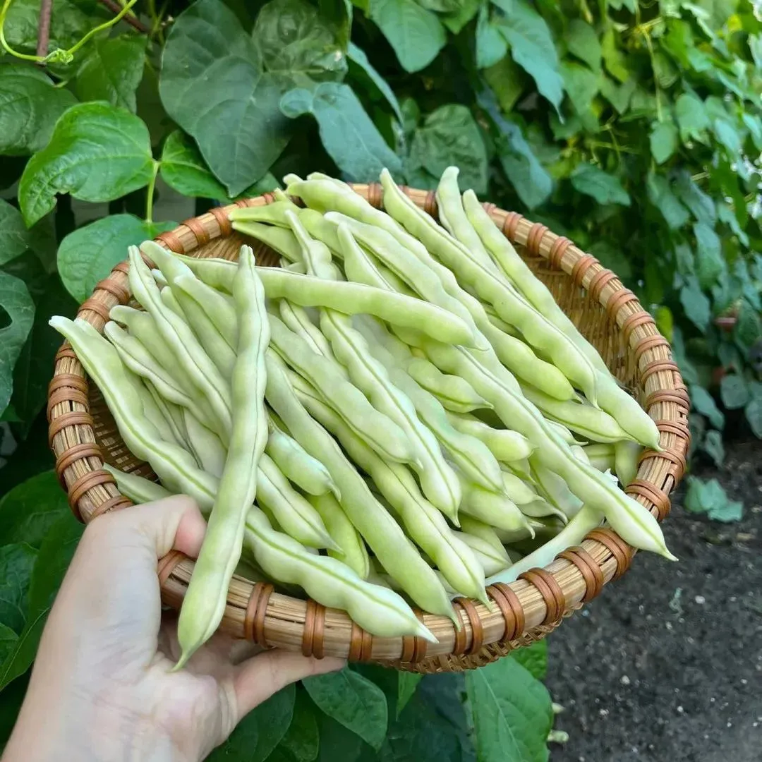 🌱 Бързи и плодородни бяли бобени семена "9 Зърна" – Идеални за лятото!