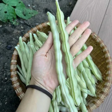 🌱 Бързи и плодородни бяли бобени семена "9 Зърна" – Идеални за лятото!