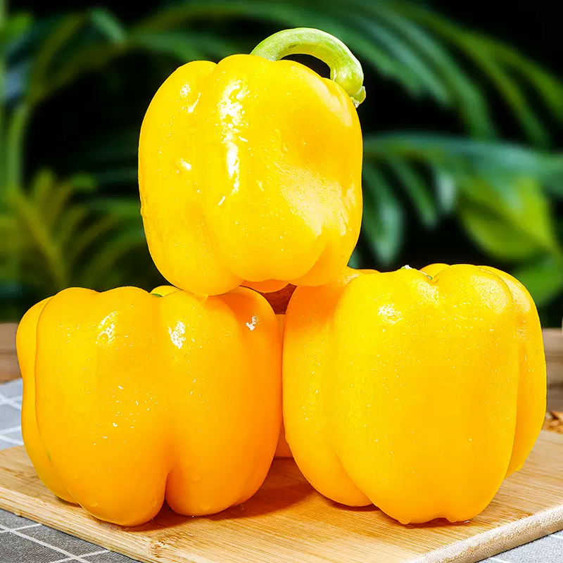 🌈Sweet Rainbow Organic Bell Pepper Seeds🫑