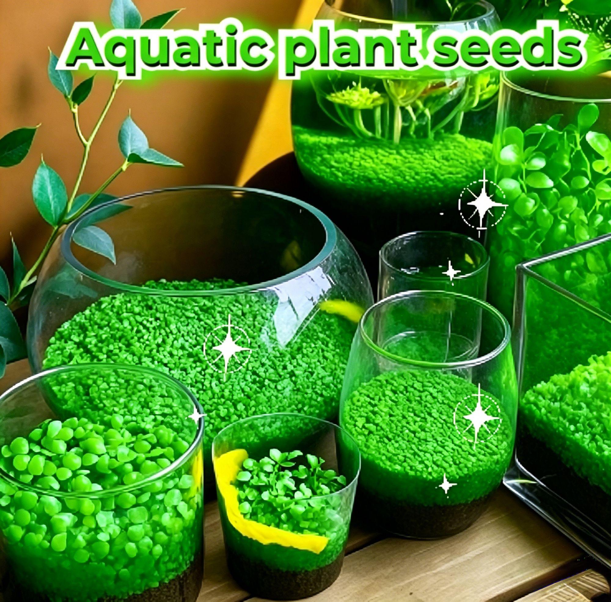 🐠 Semená akváriových rastlín na čistenie vody a vzduchu – čisté akvárium, zdravé ryby 🌿✨
