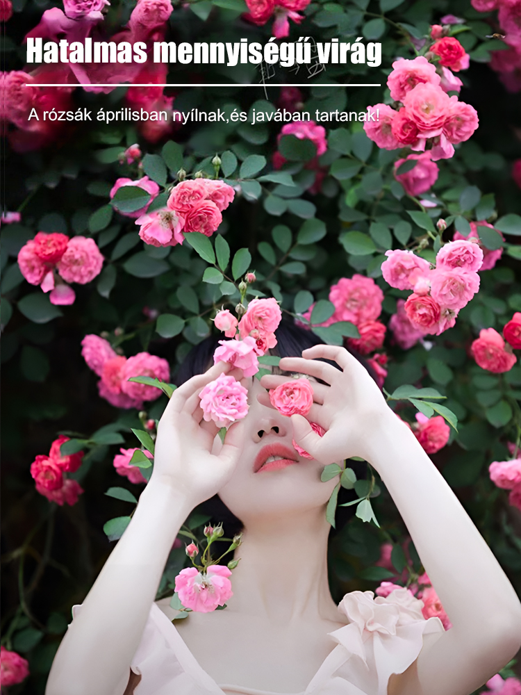 Egész évben virágzó futórózsa magok